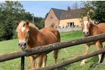Großzügiges 2 Familien-Doppel-Landhaus mit Nebengebäuden und Pool in sonniger Hanglage! - Bauernhaus, Landhaus Velbert Pöthen | Angebot:22239219